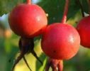 Rose Hip Powder